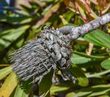 Protea obtusifolia