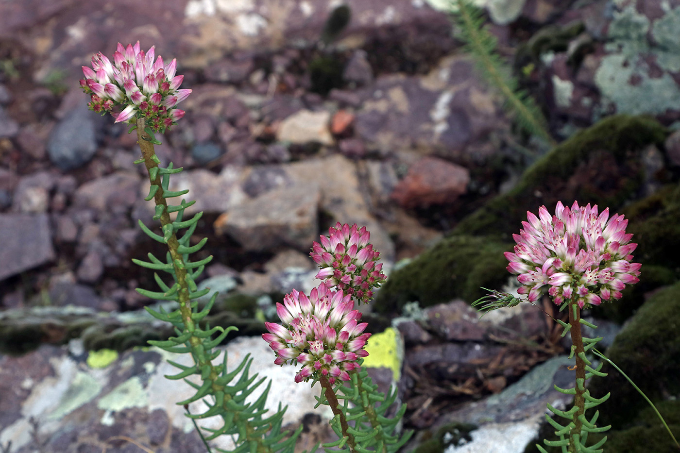 Изображение особи Pseudosedum longidentatum.