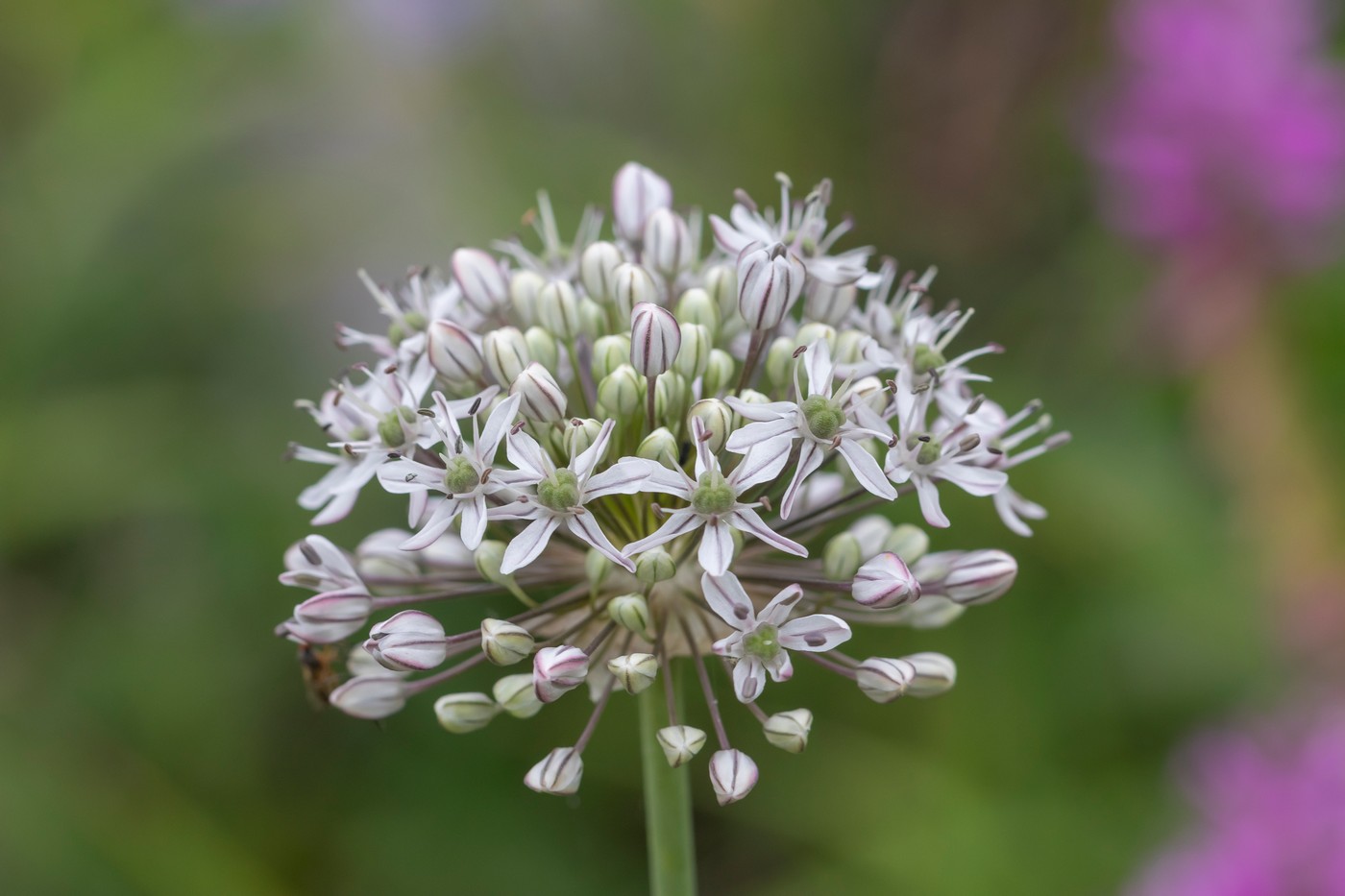 Изображение особи Allium decipiens.