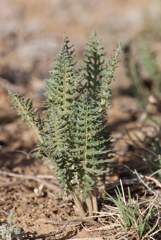 Image of genus Pedicularis specimen.