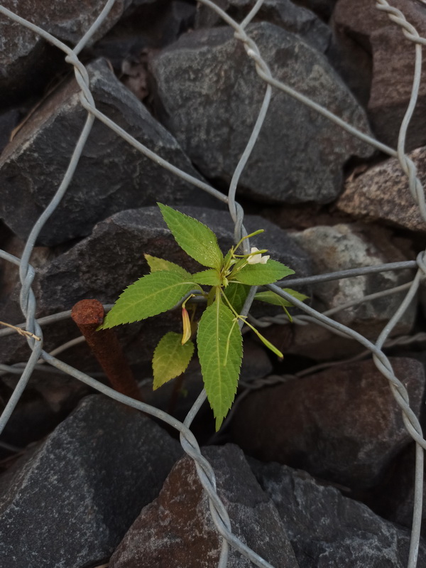 Image of Impatiens parviflora specimen.