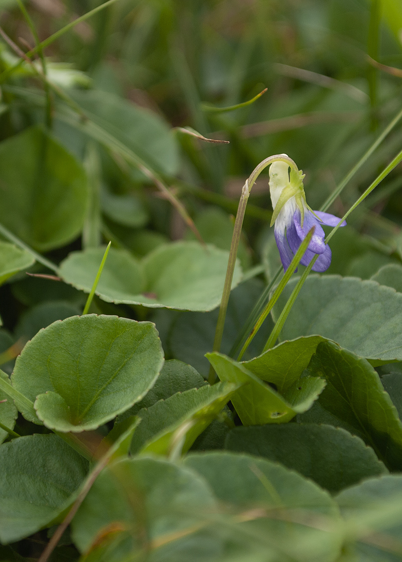 Изображение особи Viola sacchalinensis.