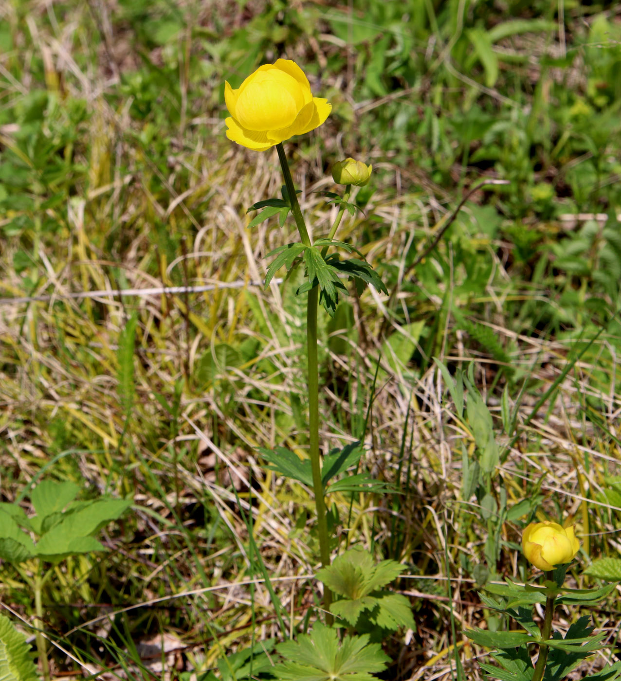 Image of Trollius europaeus specimen.