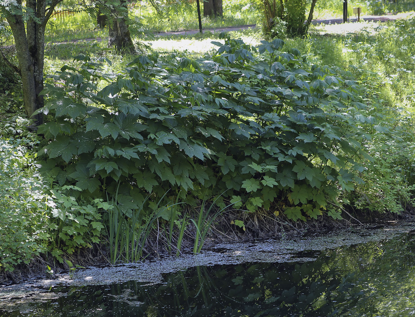 Image of Filipendula camtschatica specimen.