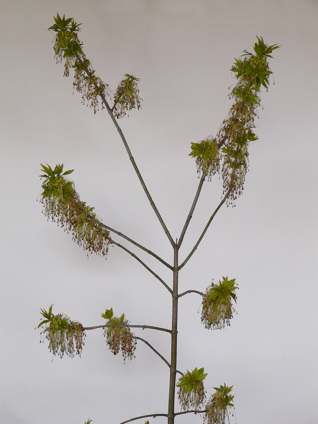 Image of Acer negundo specimen.