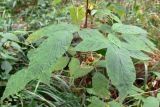 Rubus idaeus