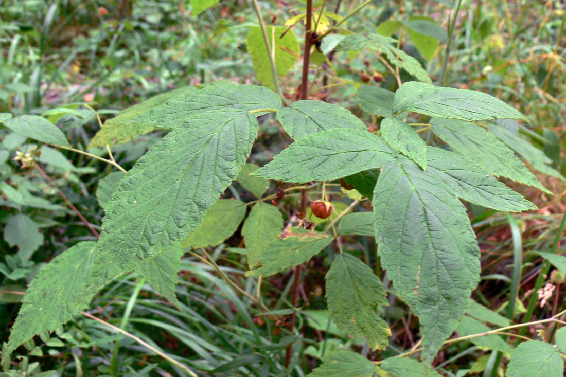 Image of Rubus idaeus specimen.