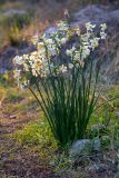 Narcissus tazetta. Цветущие растения. Израиль, лесопарк Шоам. 08.12.2022.