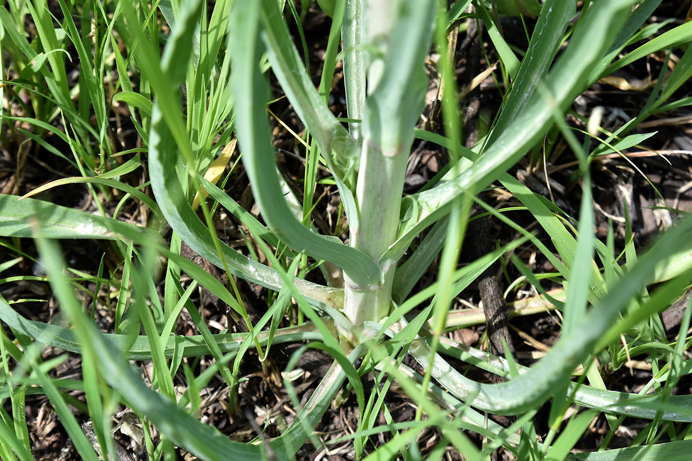 Image of Tragopogon orientalis specimen.