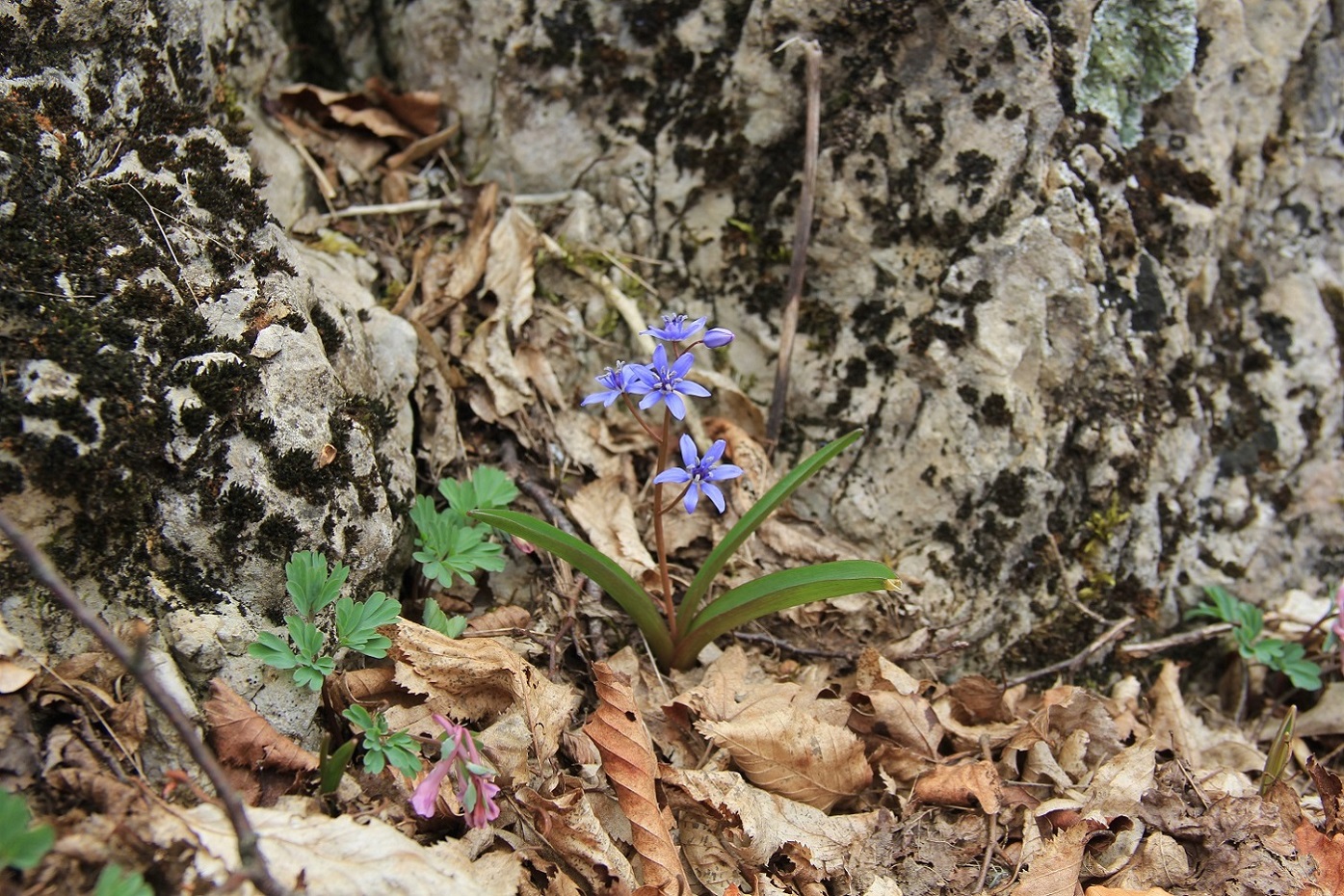 Изображение особи Scilla bifolia.