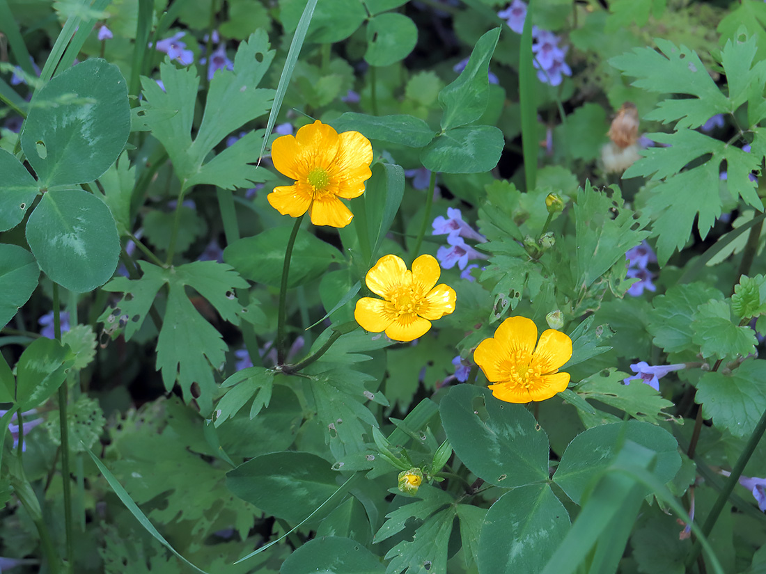 Image of Ranunculus repens specimen.