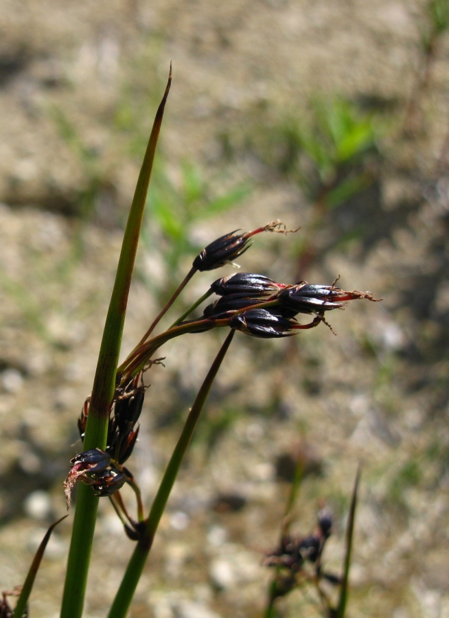 Изображение особи Juncus beringensis.