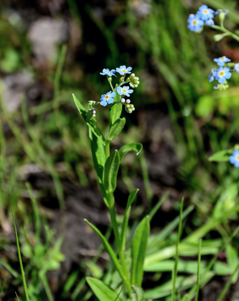 Image of Myosotis palustris specimen.