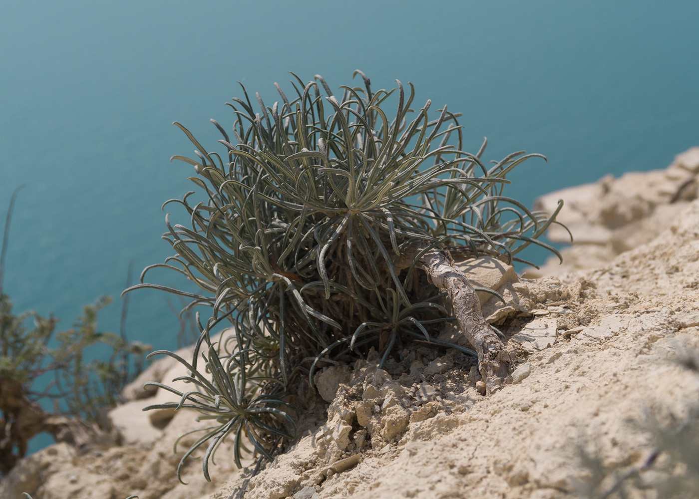 Image of Jurinea stoechadifolia specimen.