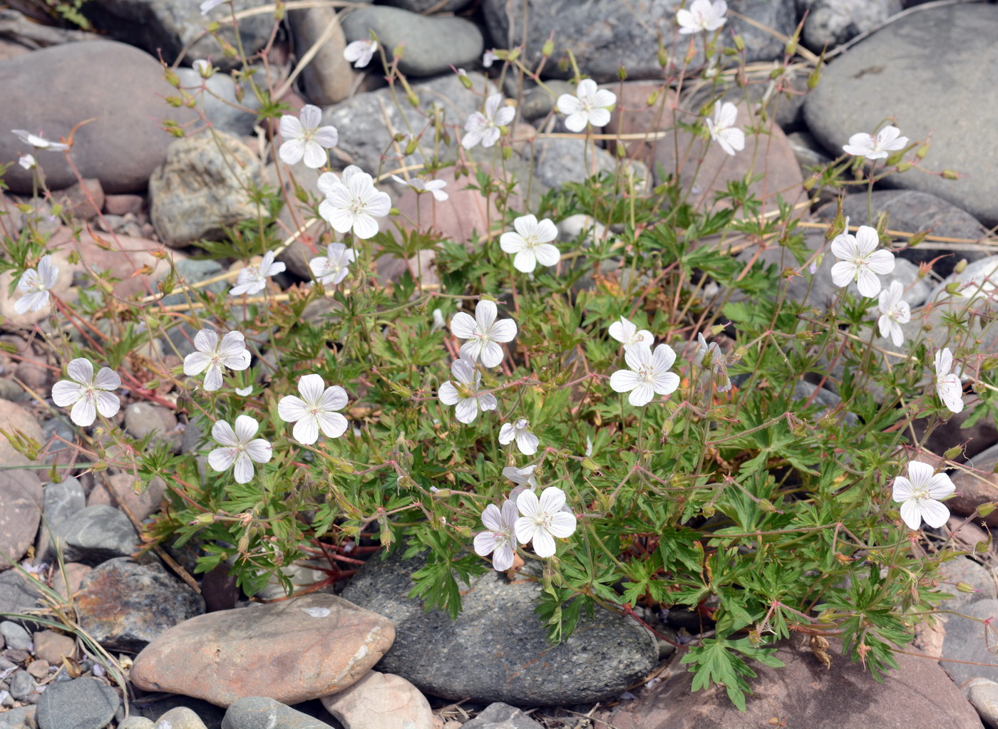 Image of Geranium collinum specimen.