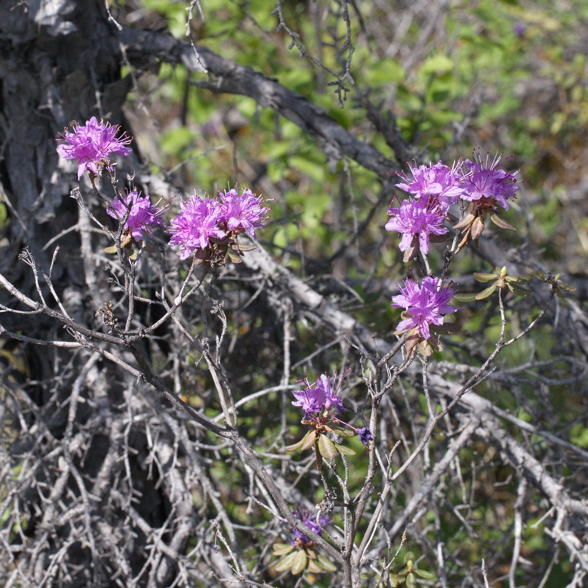 Image of Rhododendron parvifolium specimen.