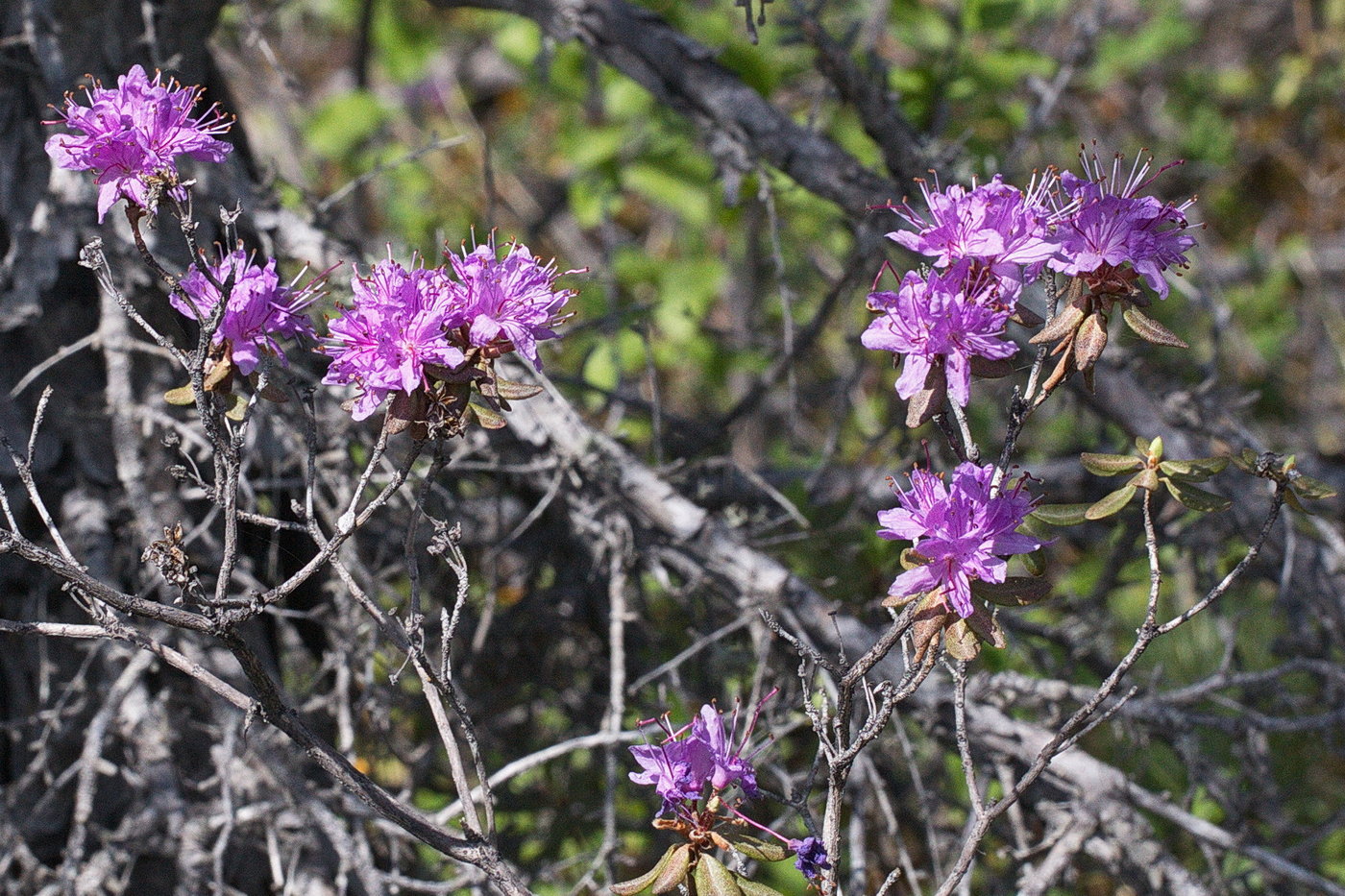 Изображение особи Rhododendron parvifolium.