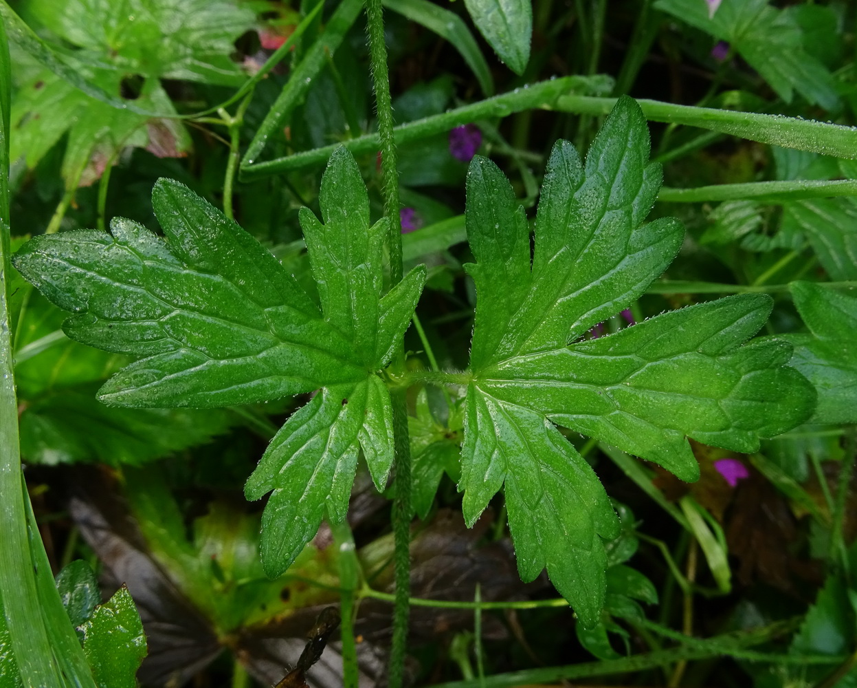 Изображение особи Geranium palustre.