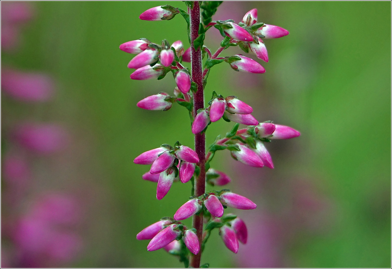 Image of Calluna vulgaris specimen.