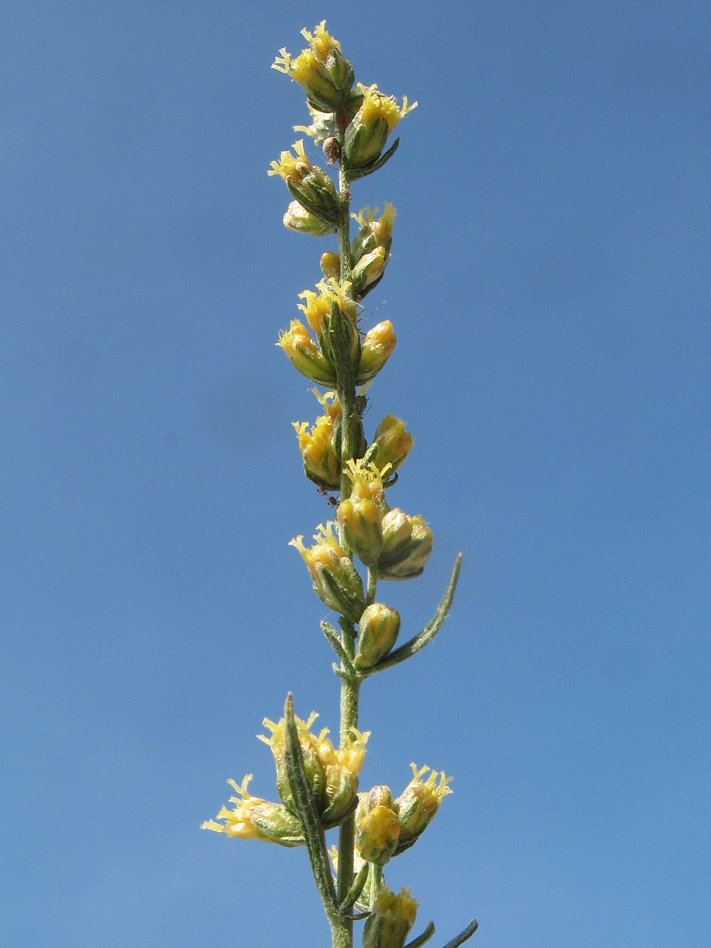 Image of Artemisia serotina specimen.