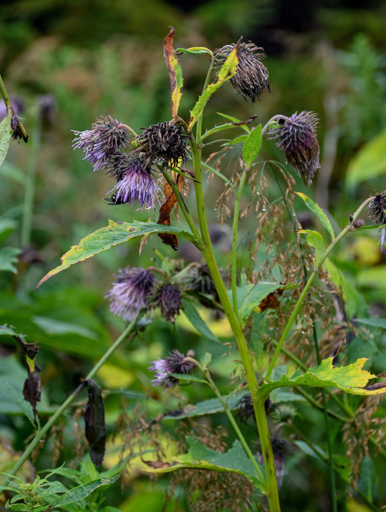 Изображение особи Cirsium kamtschaticum.