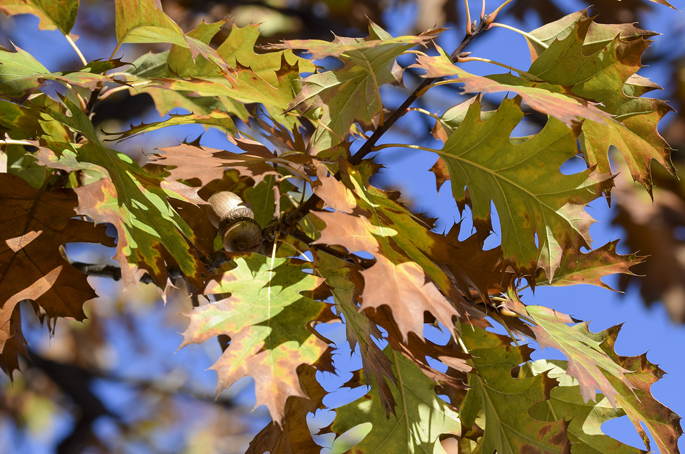 Image of Quercus rubra specimen.