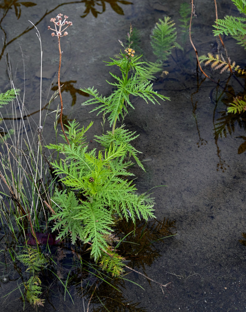 Image of Tanacetum boreale specimen.