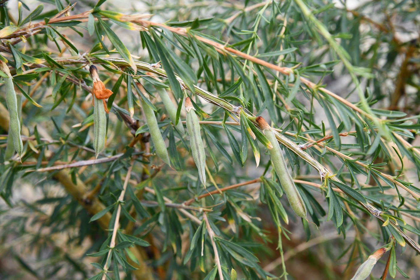 Изображение особи Caragana pygmaea.