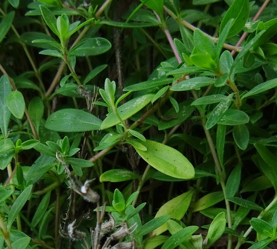 Image of genus Thymus specimen.