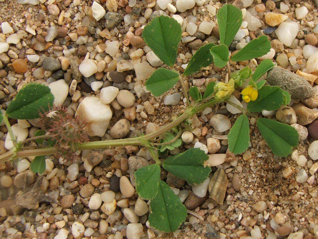 Image of Medicago denticulata specimen.