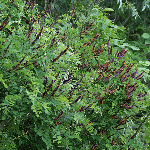 Изображение особи Amorpha fruticosa.