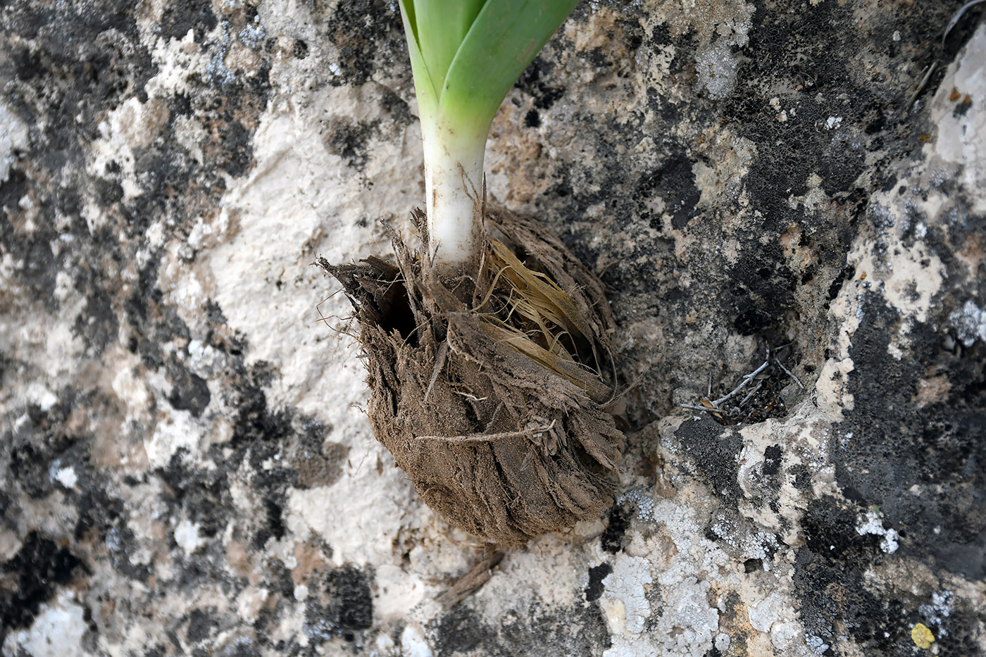 Изображение особи Allium giganteum.