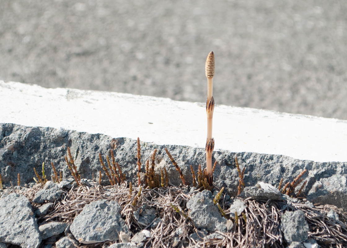 Изображение особи Equisetum arvense.