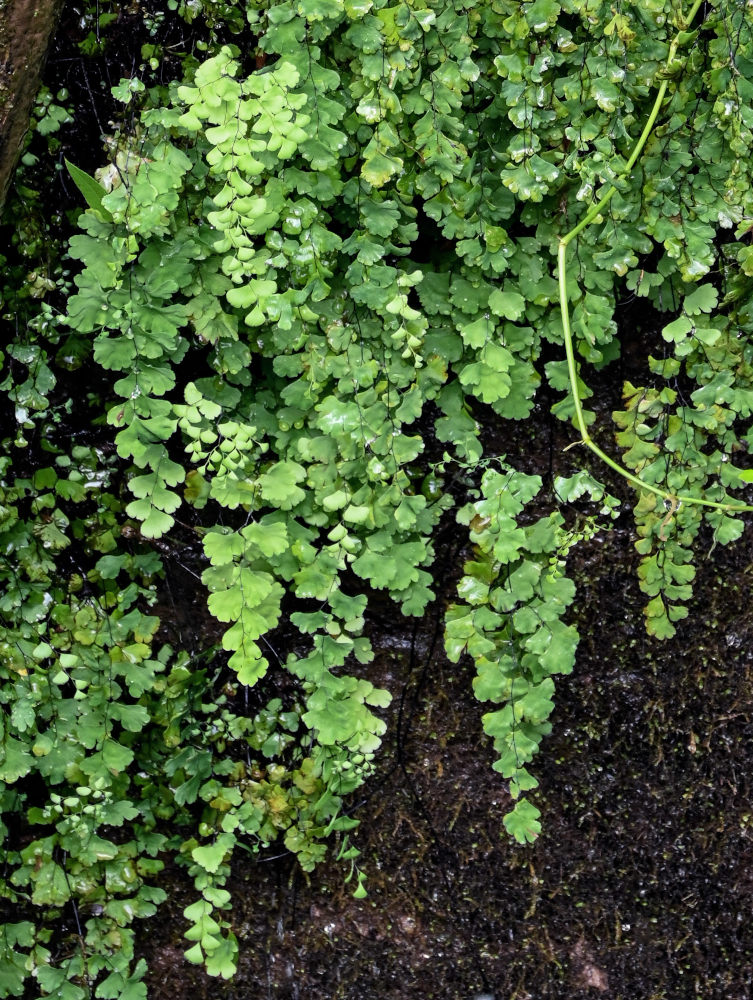 Изображение особи Adiantum capillus-veneris.