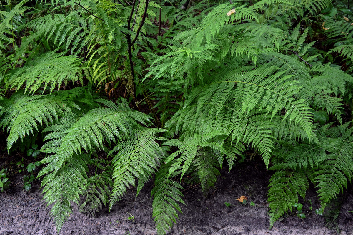 Image of Athyrium filix-femina specimen.