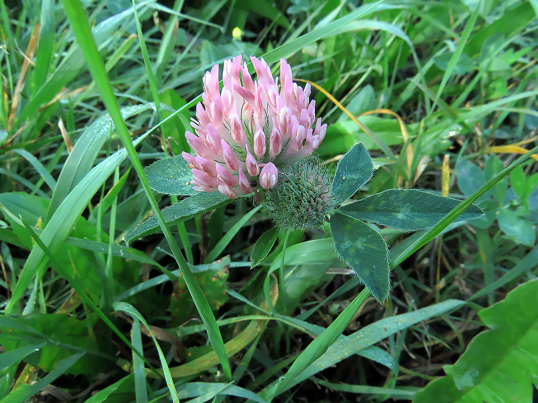 Изображение особи Trifolium pratense.