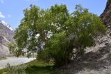 Betula pamirica. Взрослое дерево. Таджикистан, Горно-Бадахшанская автономная обл., Рушанский р-н, хр. Северо-Аличурский, Ирхтские горы, Сарезское оз., Ирхтский залив, дол. р. Лянгар, пойма. 27 июня 2024 г.