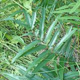 Sanguisorba parviflora. Прикорневой лист. Хабаровский край, окр. г. Комсомольск-на-Амуре, Силинский лесопарк, зарастающая просека. 30.07.02024.