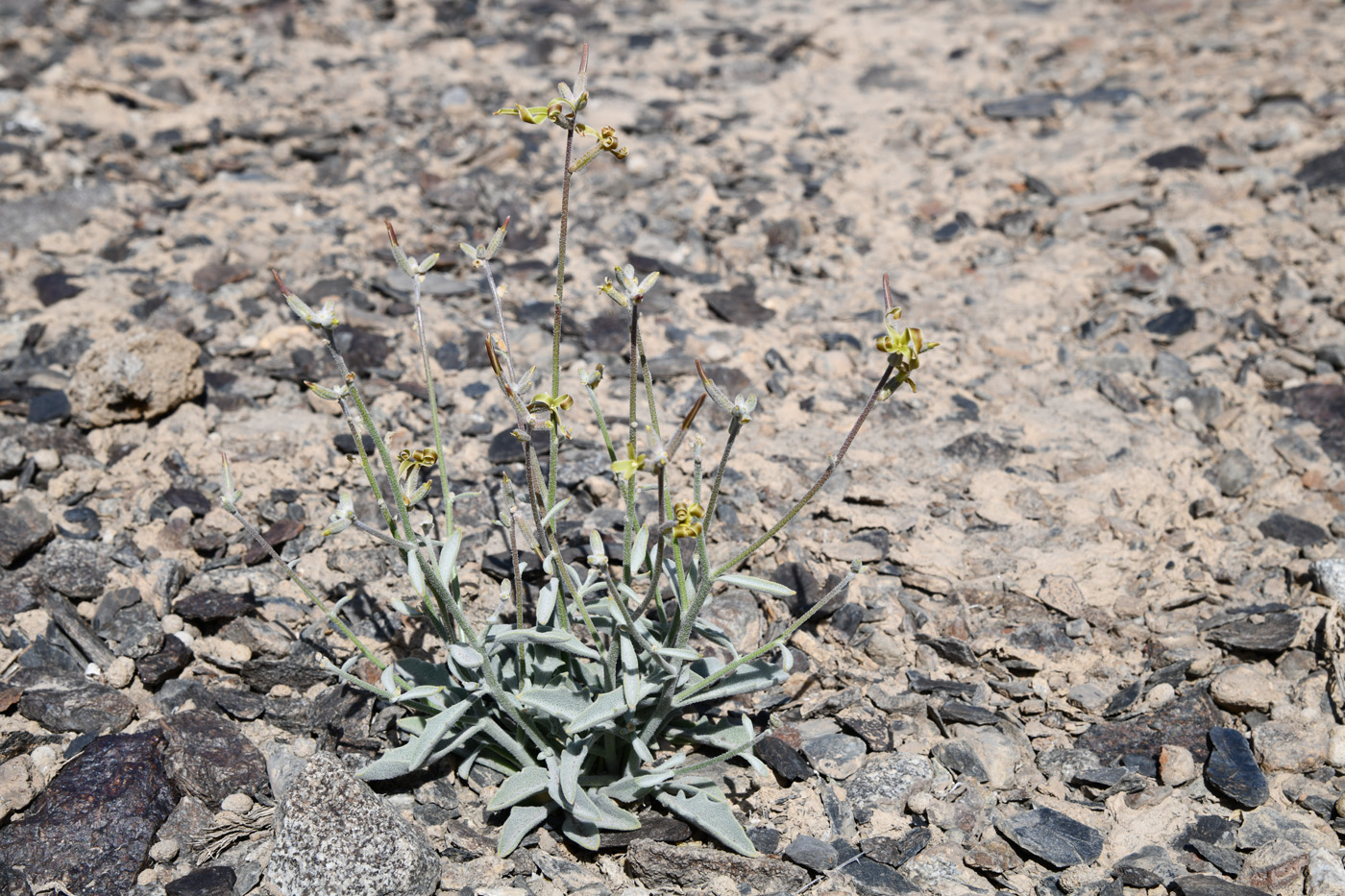 Image of genus Matthiola specimen.