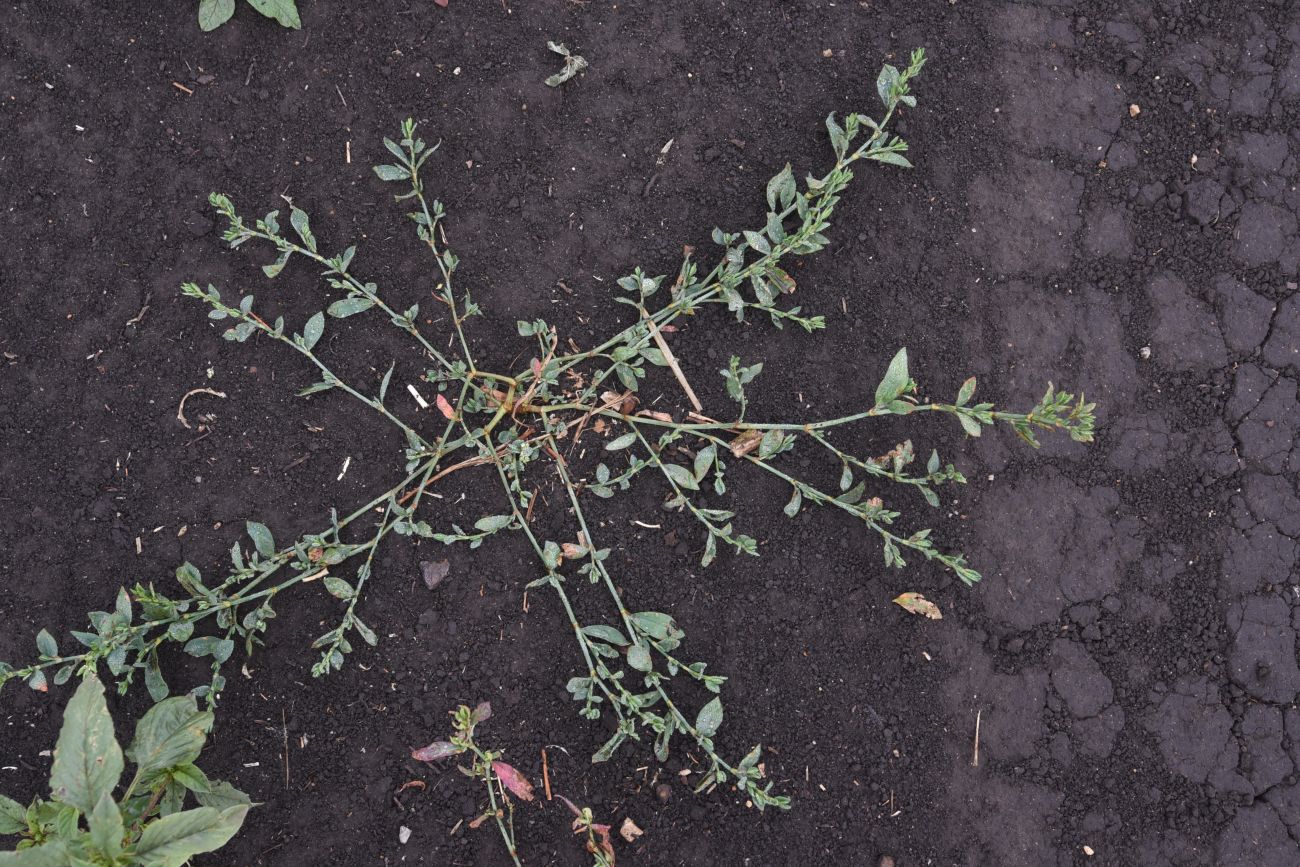 Image of Polygonum aviculare specimen.