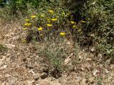 Anthemis monantha