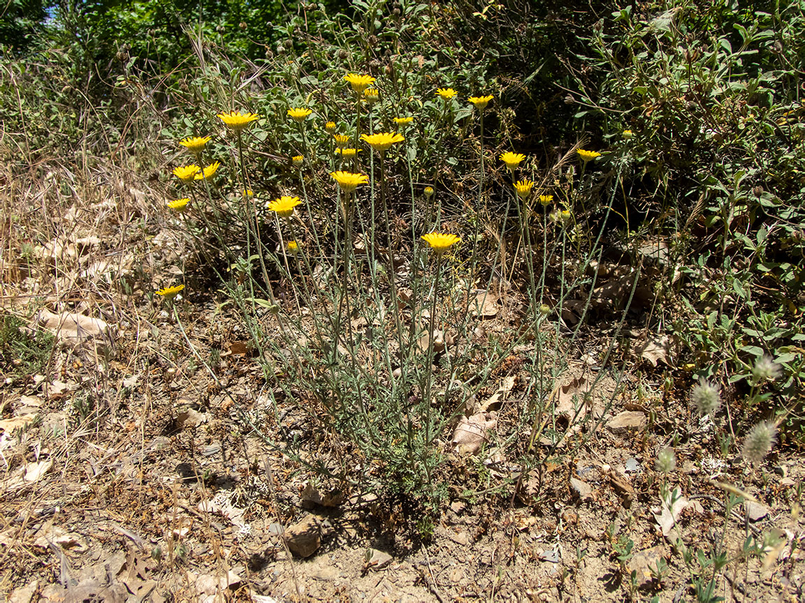 Изображение особи Anthemis monantha.