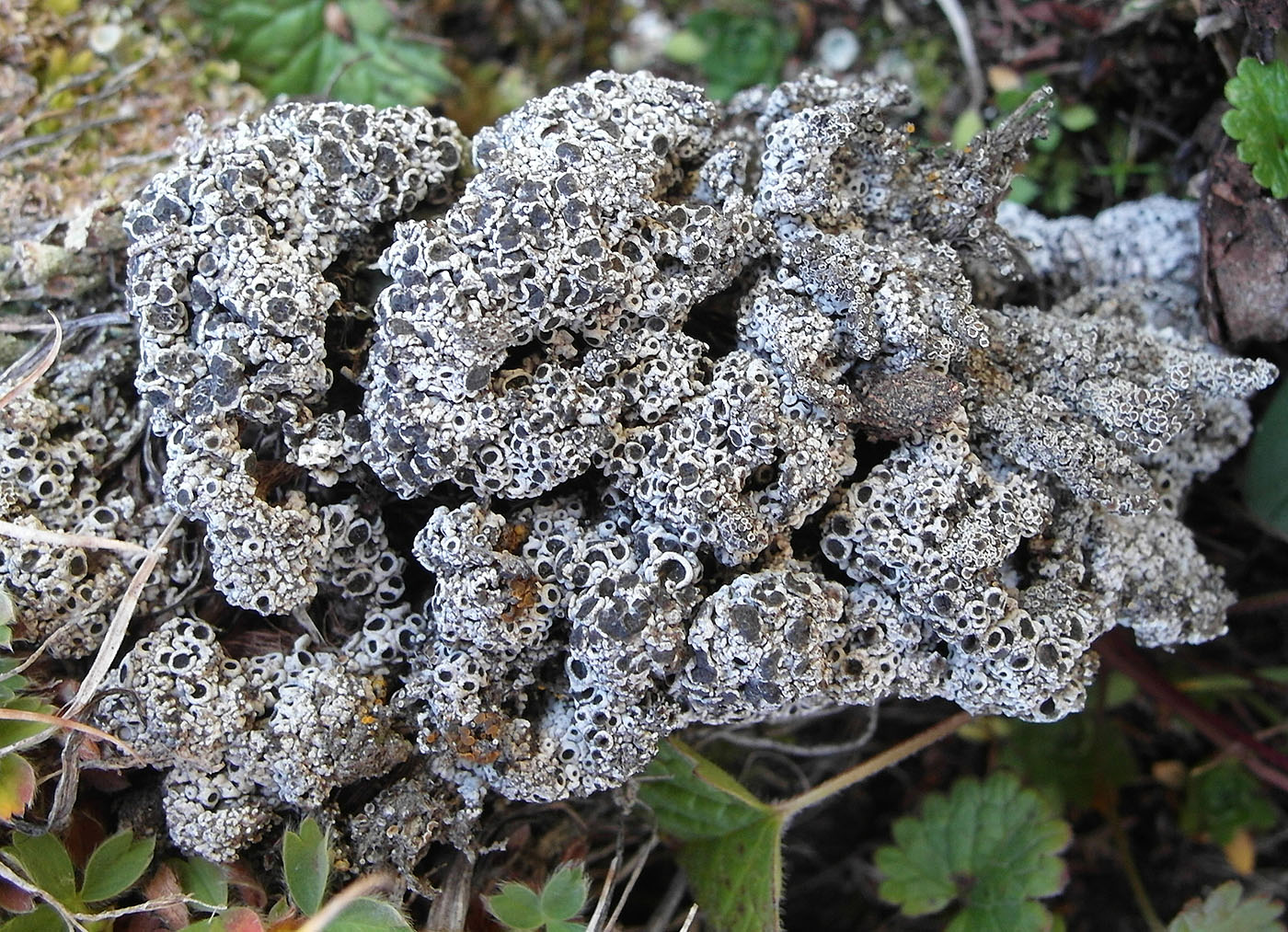 Image of Megaspora verrucosa specimen.