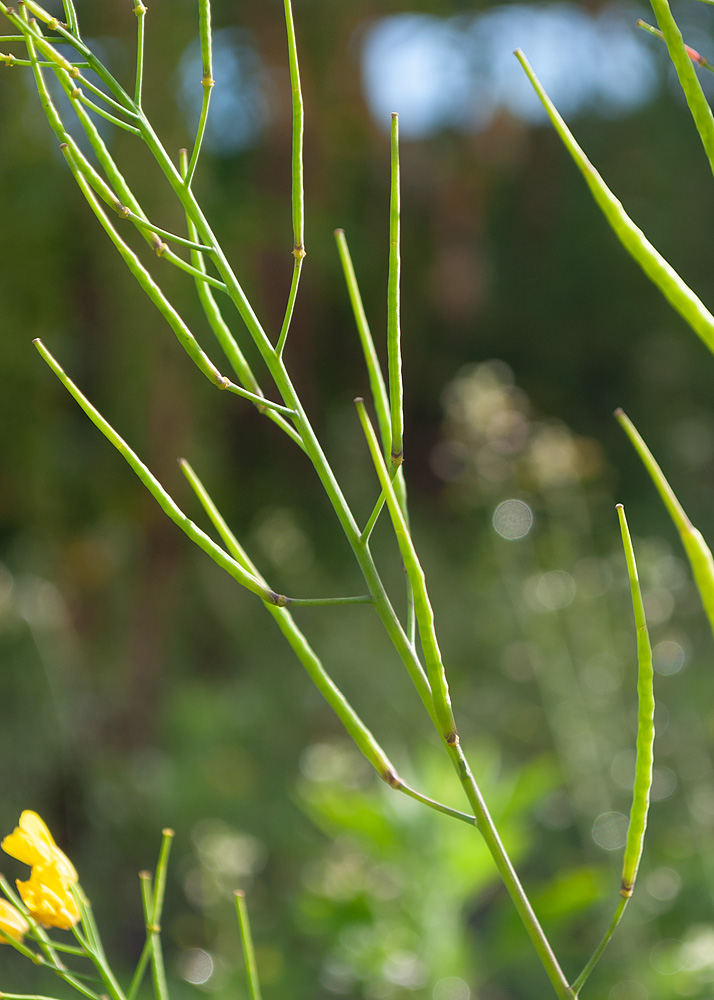 Image of Brassica campestris specimen.