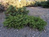 Juniperus deltoides. \"Плодоносящее\" растение. Крым, Южный Берег, окр. пос. Новый Свет, Тропа Голицына, можжевеловая роща. 07.06.2024.