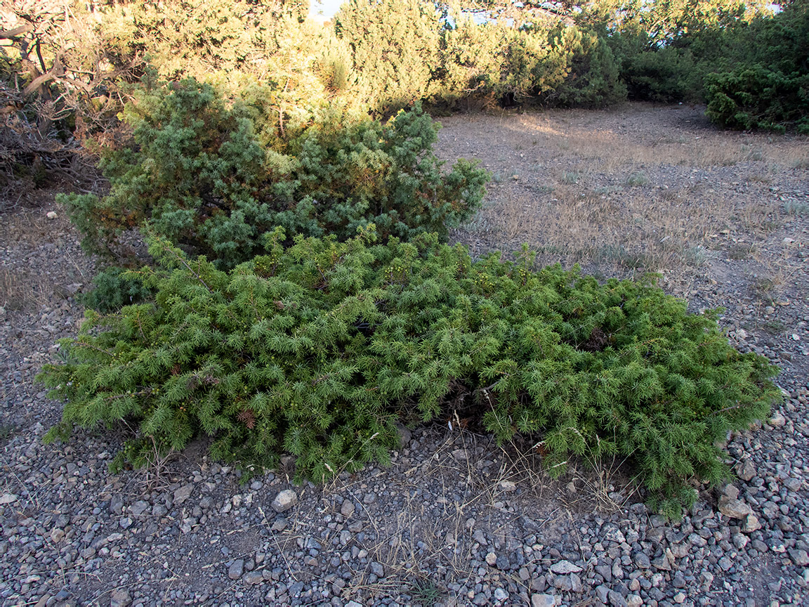 Изображение особи Juniperus deltoides.