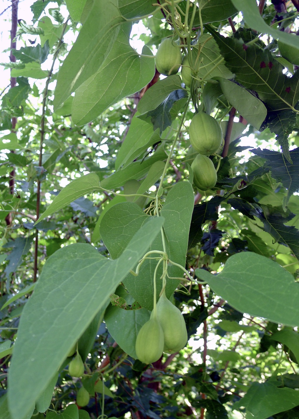 Image of Aristolochia contorta specimen.