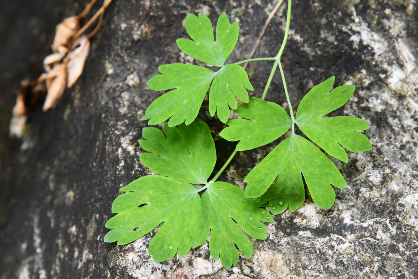 Image of Aquilegia vicaria specimen.