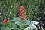 Clerodendrum paniculatum