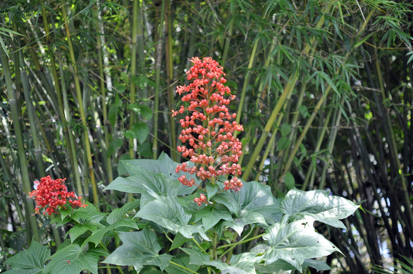 Изображение особи Clerodendrum paniculatum.